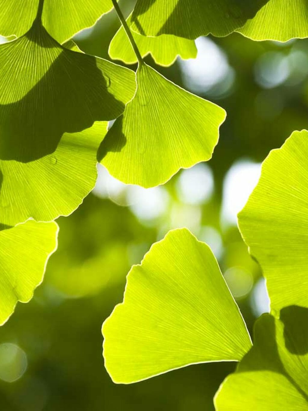 Leaves Background Image