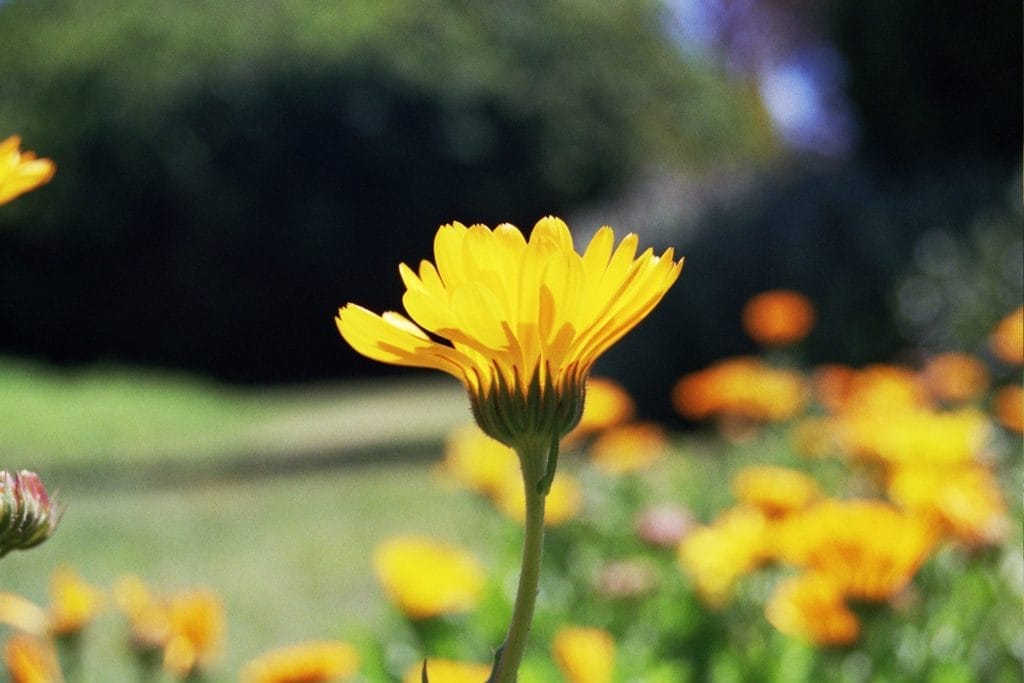 calendula herb