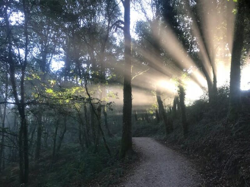 The camino