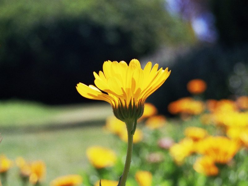 calendula herb