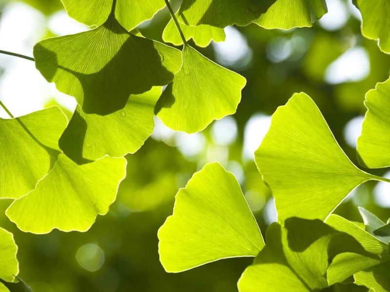 Leaves Background Image